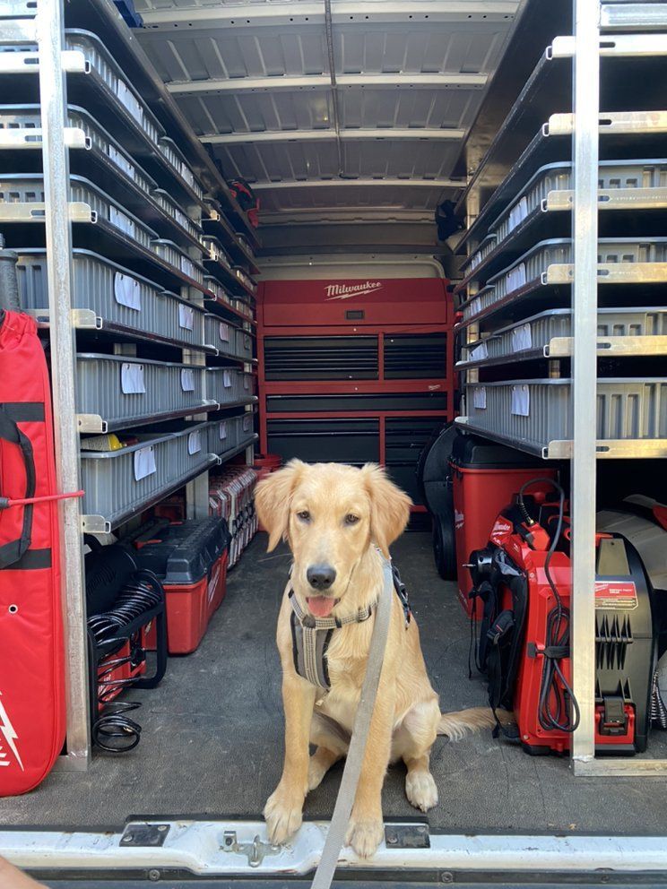 A dog is sitting in the back of a tool truck