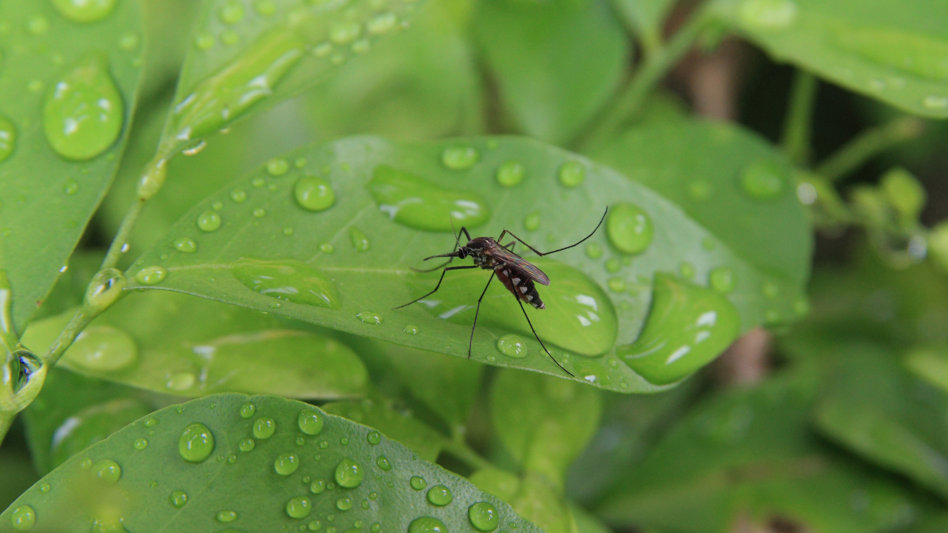 A mosquito is sitting on a green leaf with water drops on it.