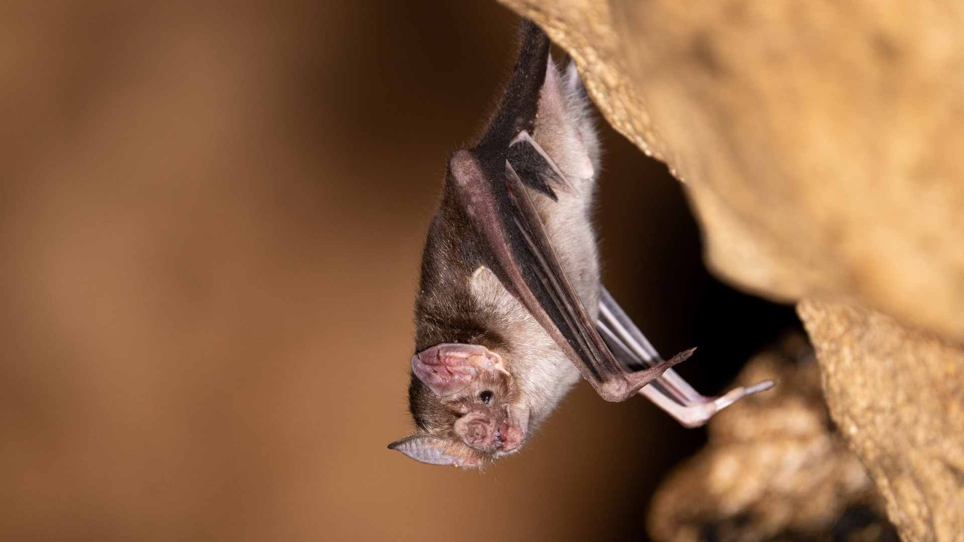 A bat is hanging upside down from a rock in a cave.