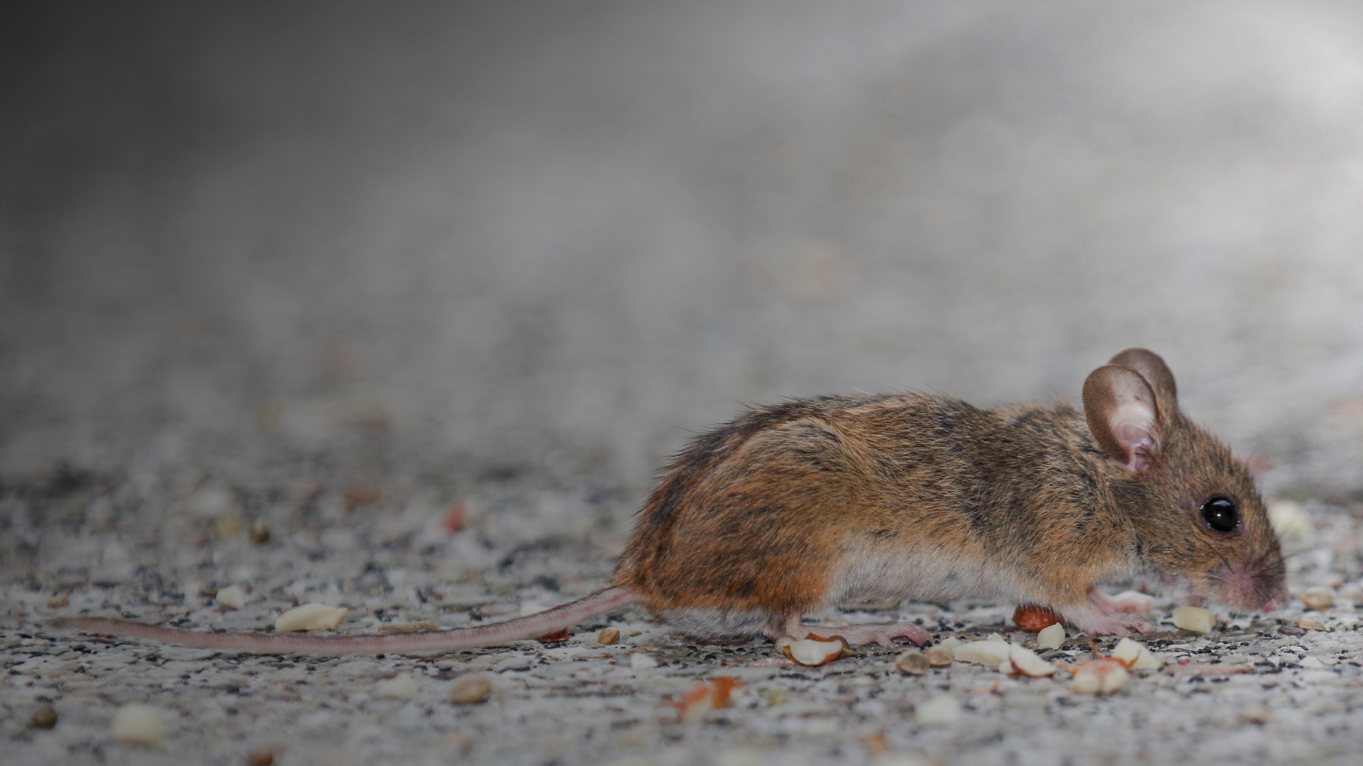 A small, brown house mouse standing on a textured, speckled surface, looking down at scattered food crumbs.