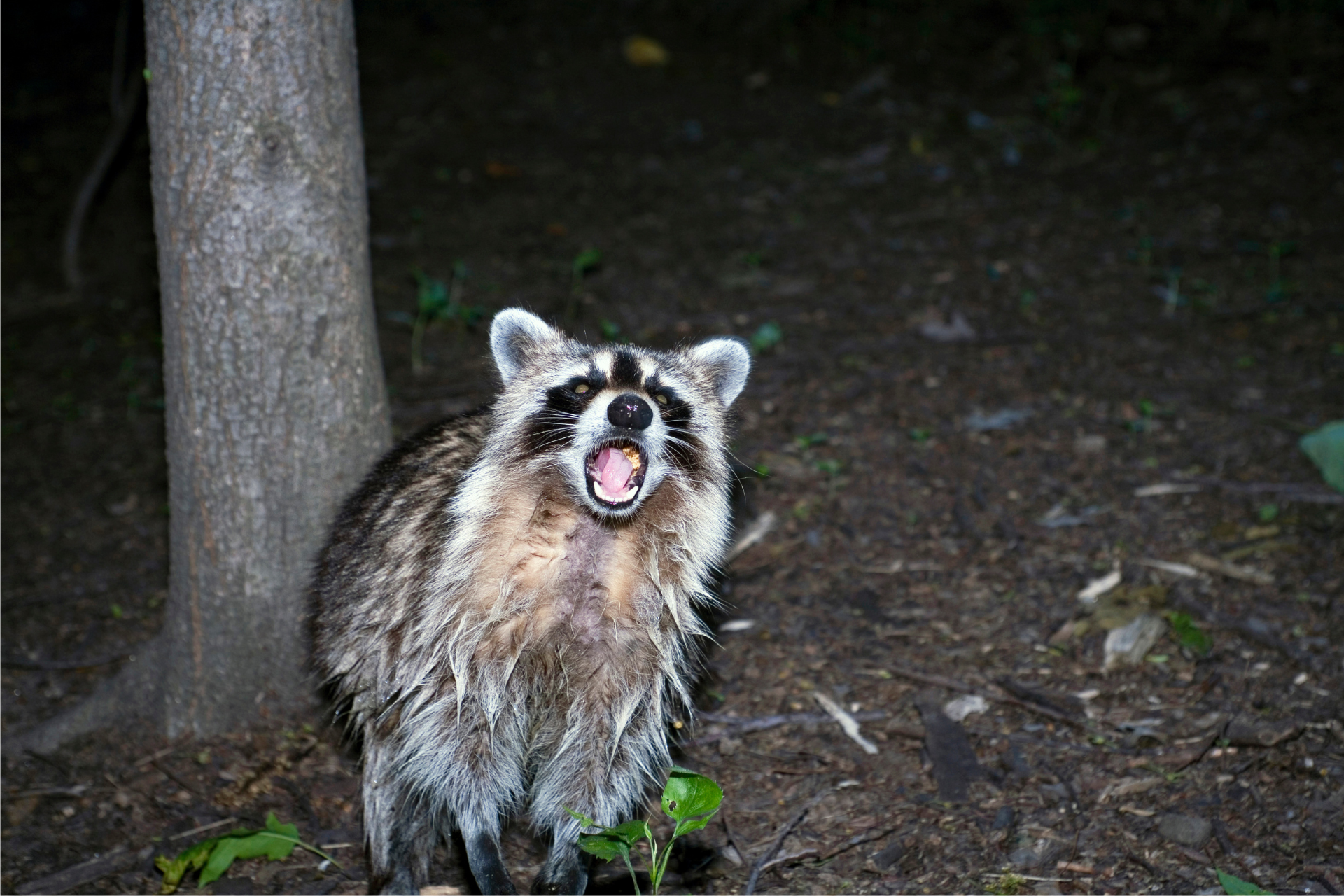 A raccoon is standing next to a tree with its mouth open.