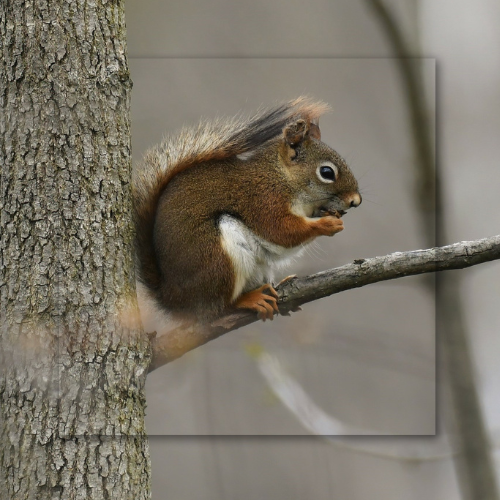 A red squirrel is sitting on a tree branch
