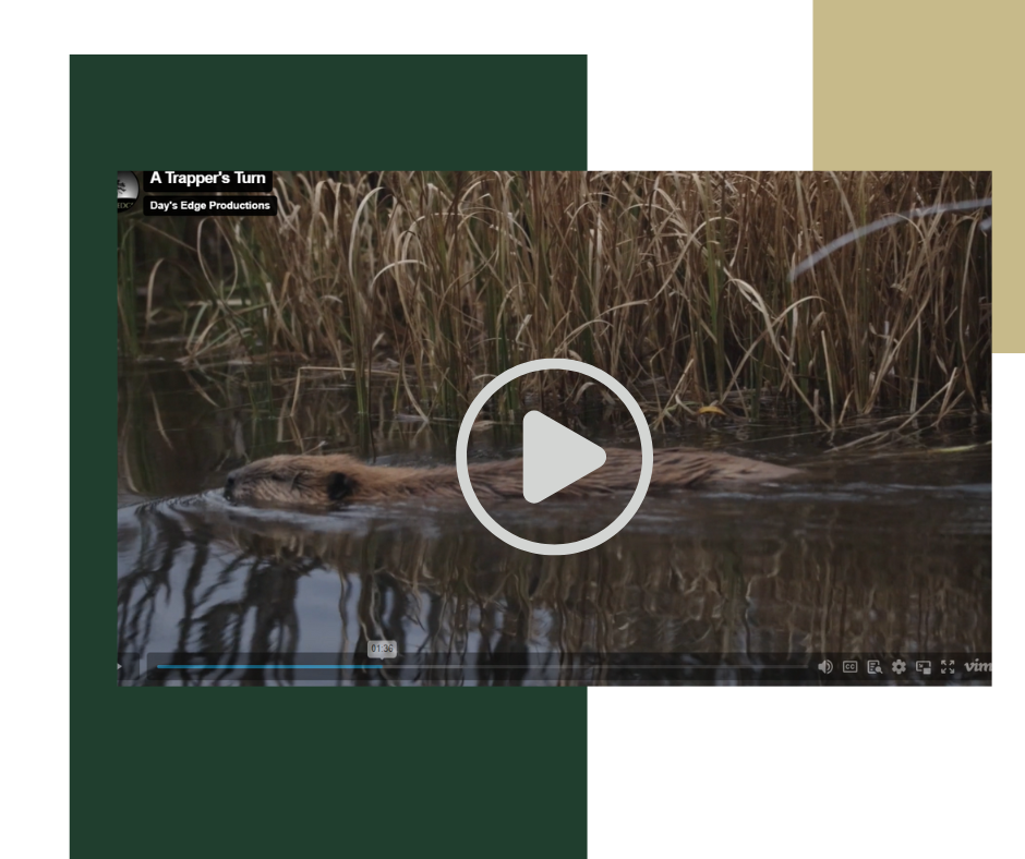 A video of a beaver swimming in a pond.