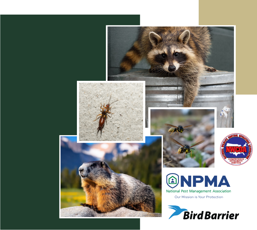 A raccoon is sitting on top of a trash can next to a groundhog.