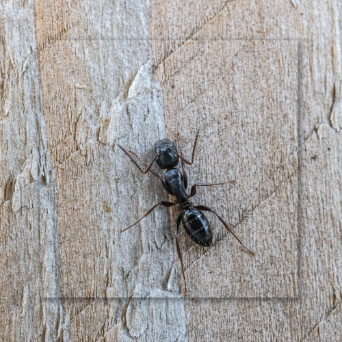 A black ant is sitting on a piece of wood.