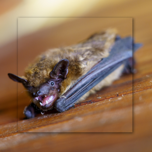 A bat is laying on a wooden surface with its mouth open.