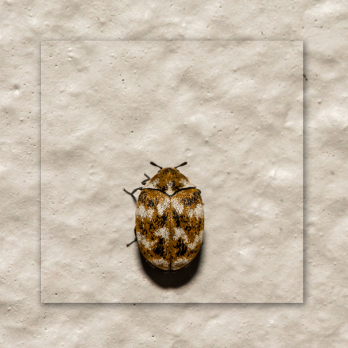 A small brown and white beetle is sitting on a white surface