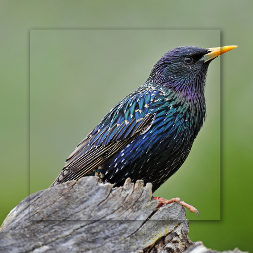 A colorful bird with a yellow beak is perched on a tree stump.
