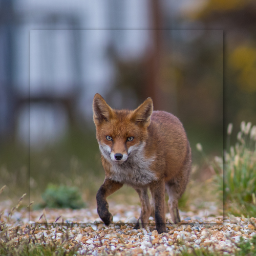 A red fox is standing on a pile of gravel looking at the camera.