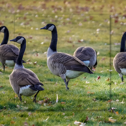 A flock of geese standing in a grassy field