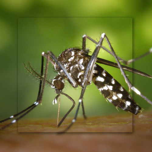 A close up of a mosquito on a piece of wood