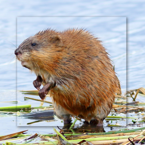 A picture of a muskrat standing in the water