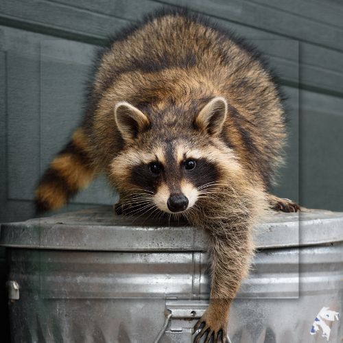 A raccoon is standing on top of a trash can