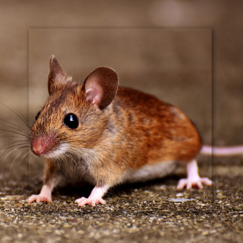 A close up of a mouse sitting on the ground looking at the camera.