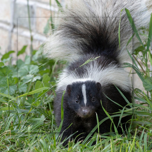 A black and white skunk is standing in the grass