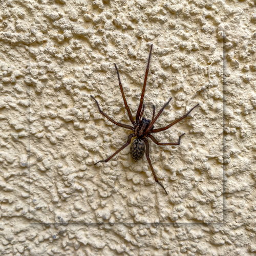 A large spider is sitting on a wall.