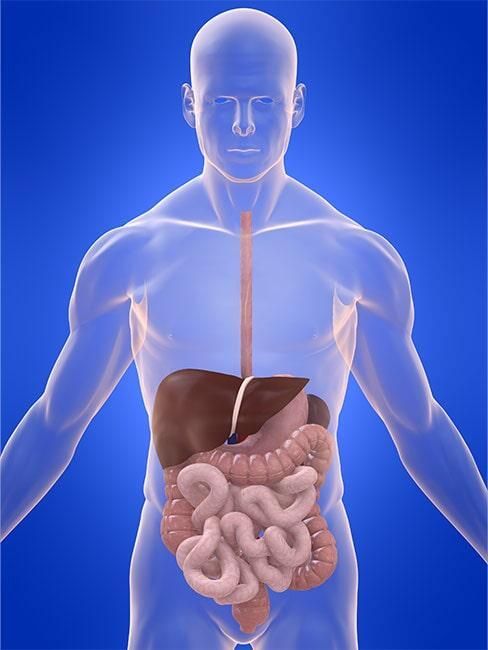 Un modelo 3D del sistema digestivo de un hombre.