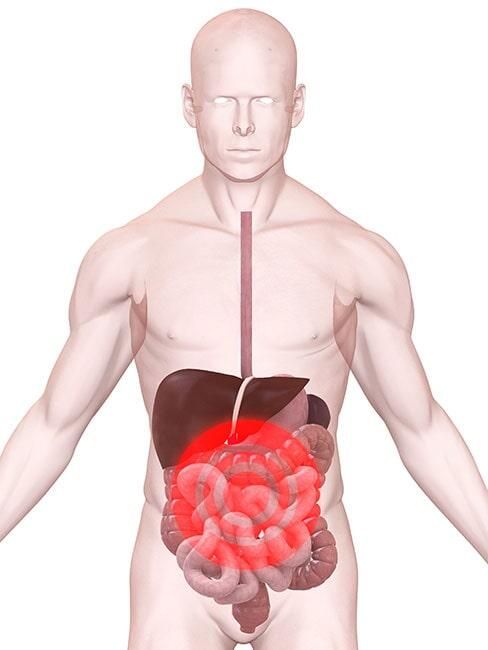 Un modelo 3D de los órganos internos de un hombre, incluido el hígado.