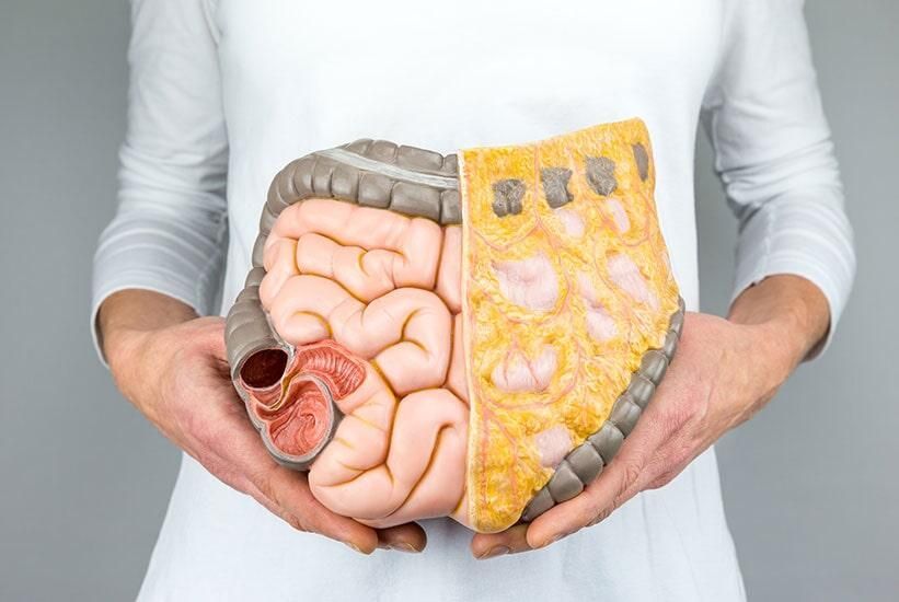 Una persona sostiene en sus manos un modelo del intestino humano.