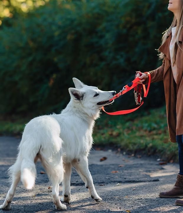 A woman is walking a white dog on a leash.