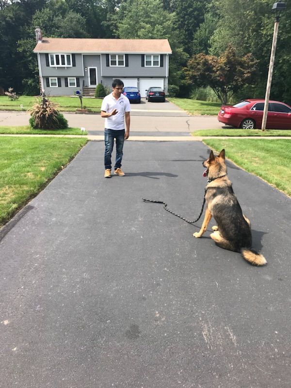 A man is walking a german shepherd on a leash