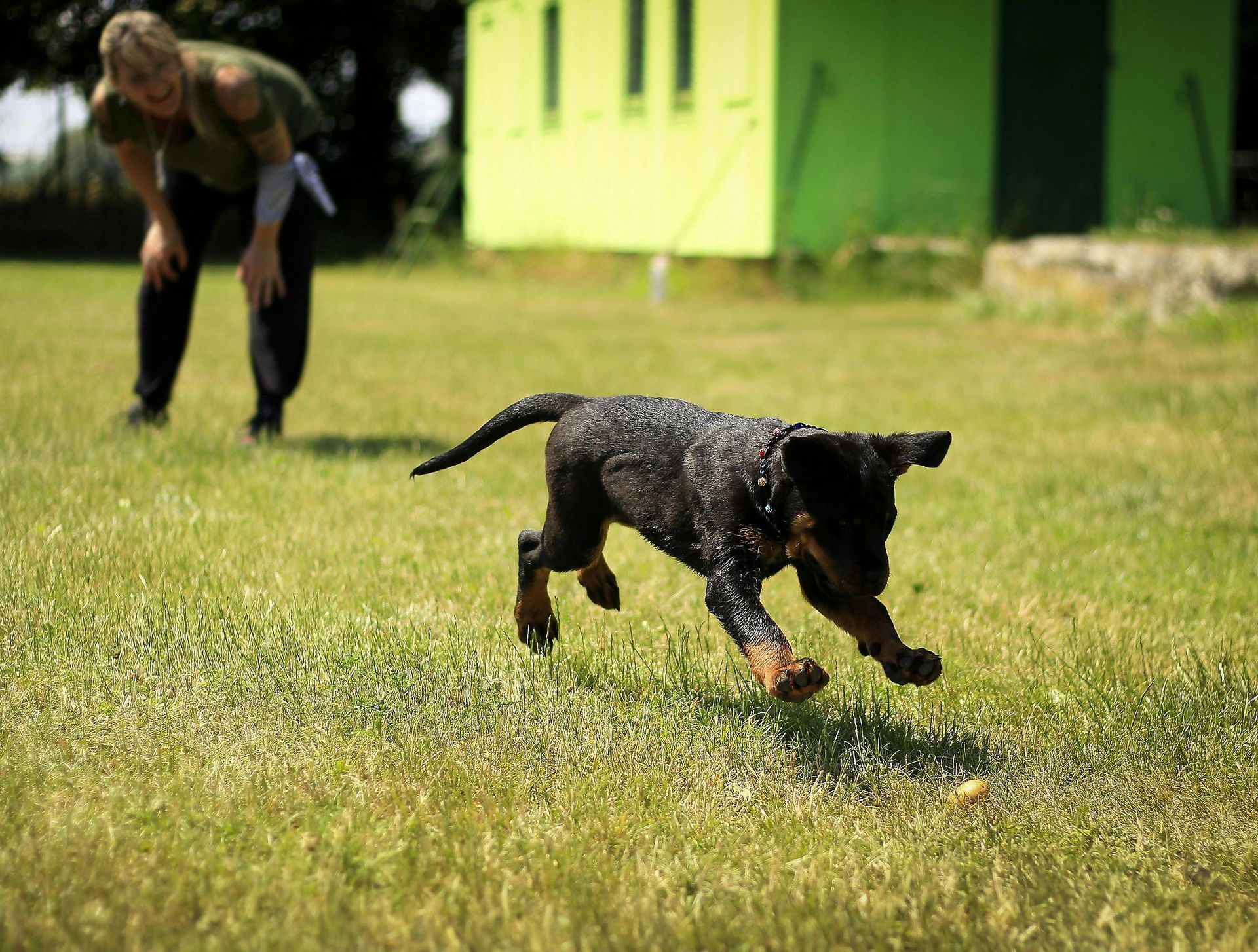 A woman is standing next to a puppy that is running in the grass.