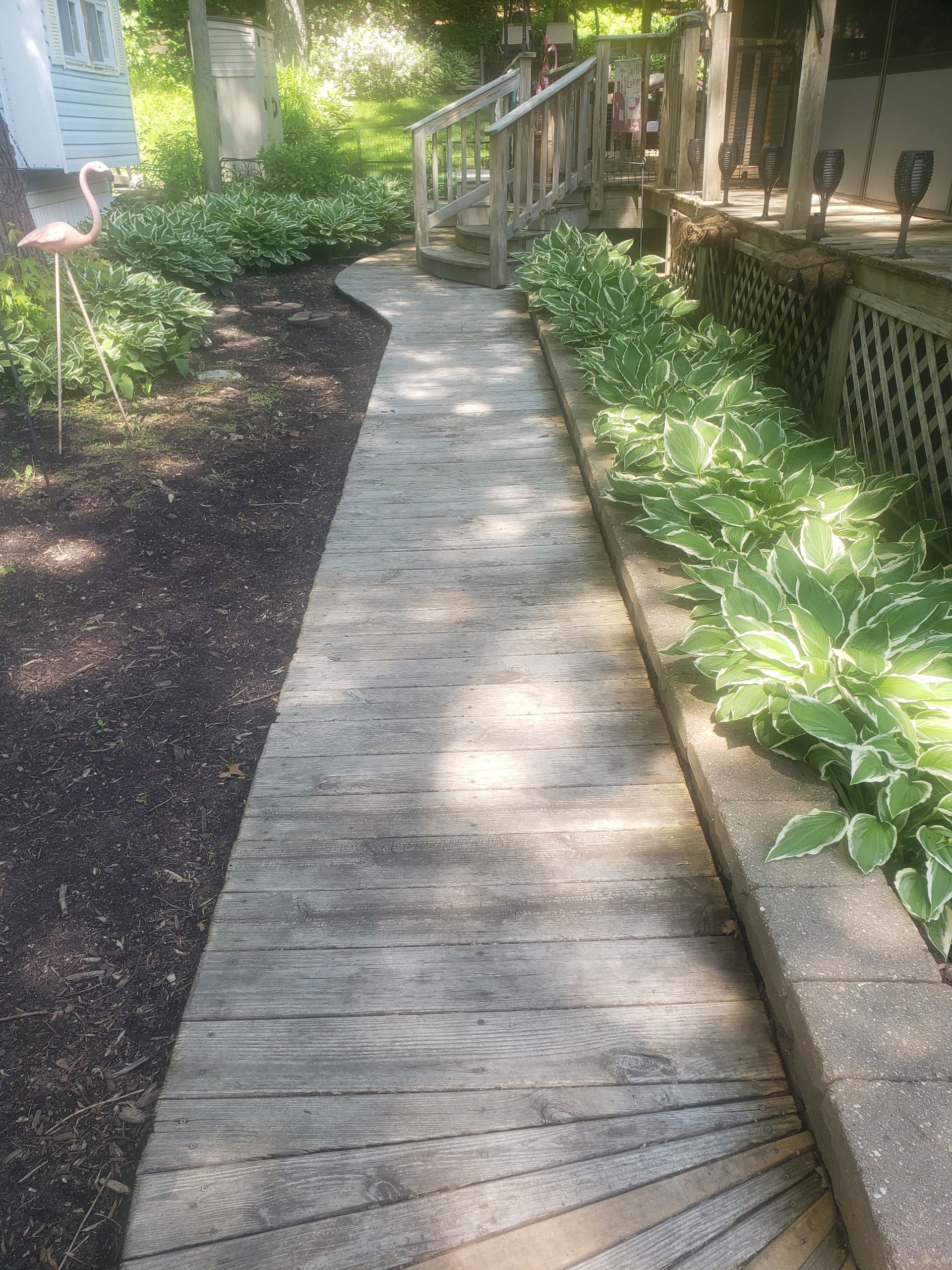 Wooden walkway bordered by mulch and hosta plants.