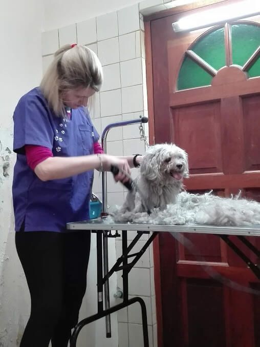 Servicios veterinarios