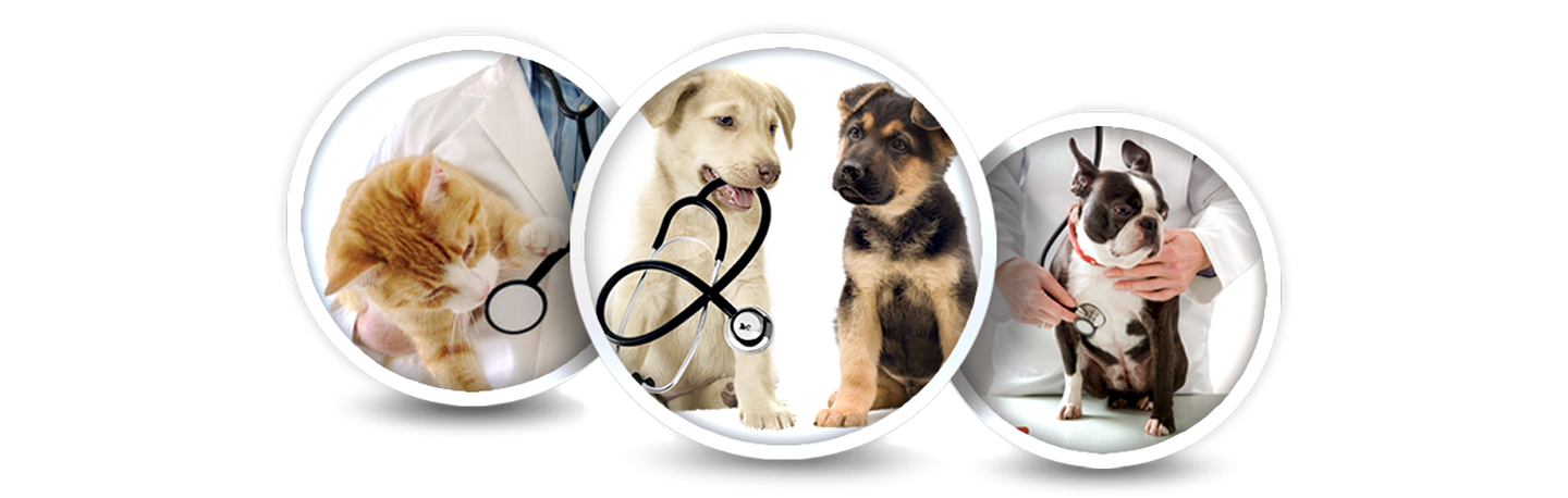 Servicios veterinarios y accesorios para mascotas