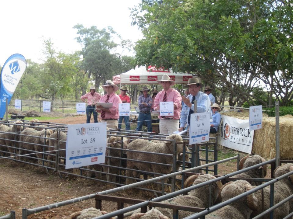 LAMBS SALE