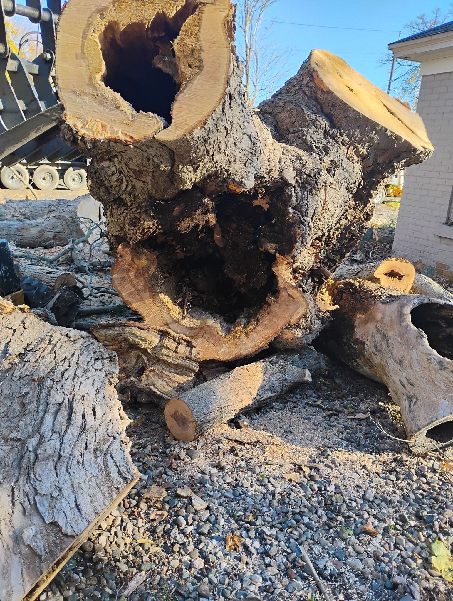Chopped tree logs with large hollowed-out sections, surrounded by wood chips and a blurred background.