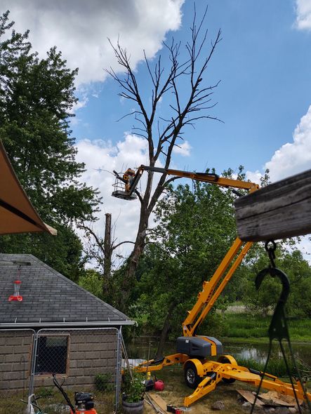 Tree service removing branches from a tall tree with a yellow lift against a partly cloudy sky.