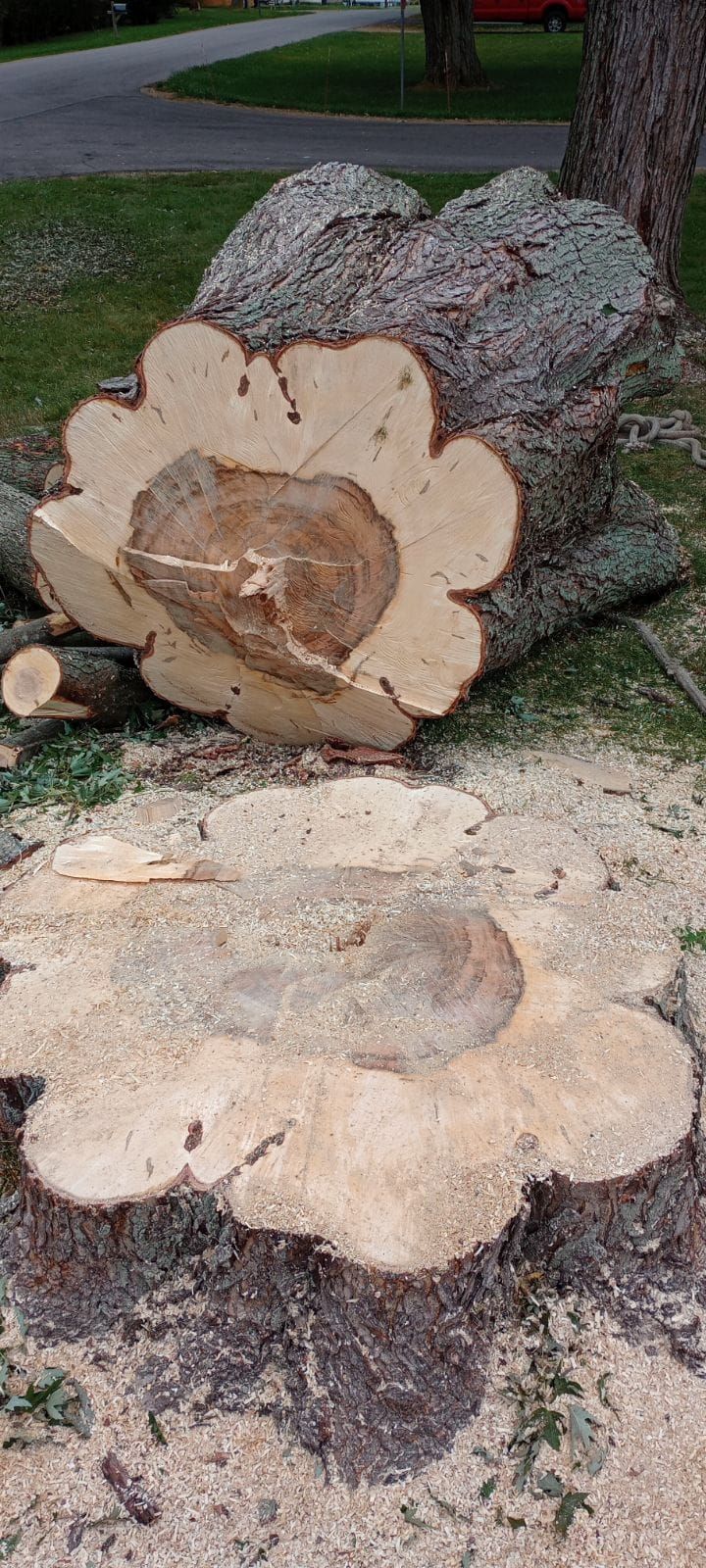 Sections of a tree trunk cut to resemble a flower shape, lying on sawdust.