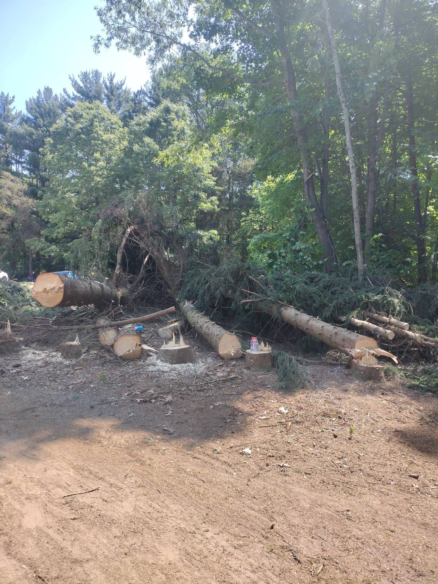 Logs and branches lie on the ground next to tree stumps; forest in background.