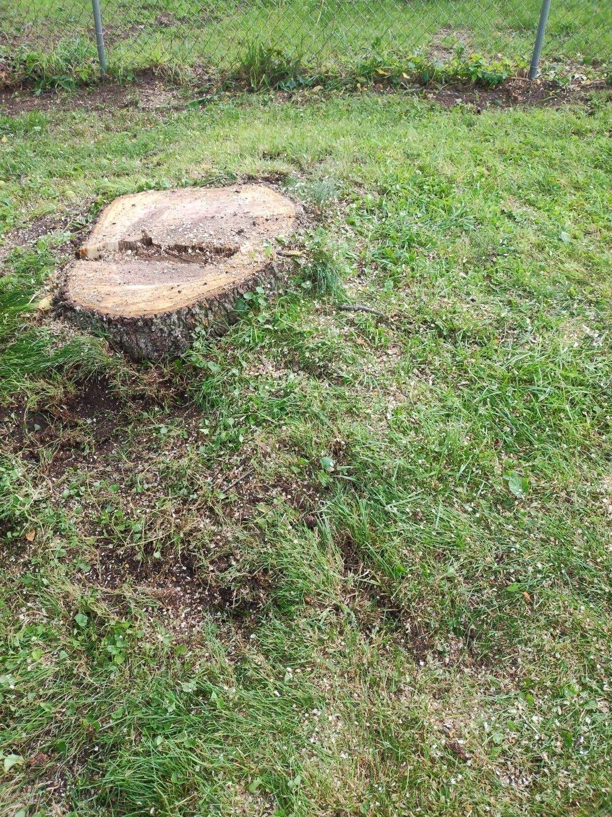 Tree stump in a grassy yard; green grass surrounds the brown stump.