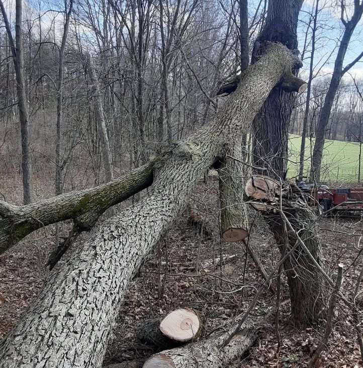 Fallen tree trunk, cut and resting against another, in a forest setting. Brown and gray branches.