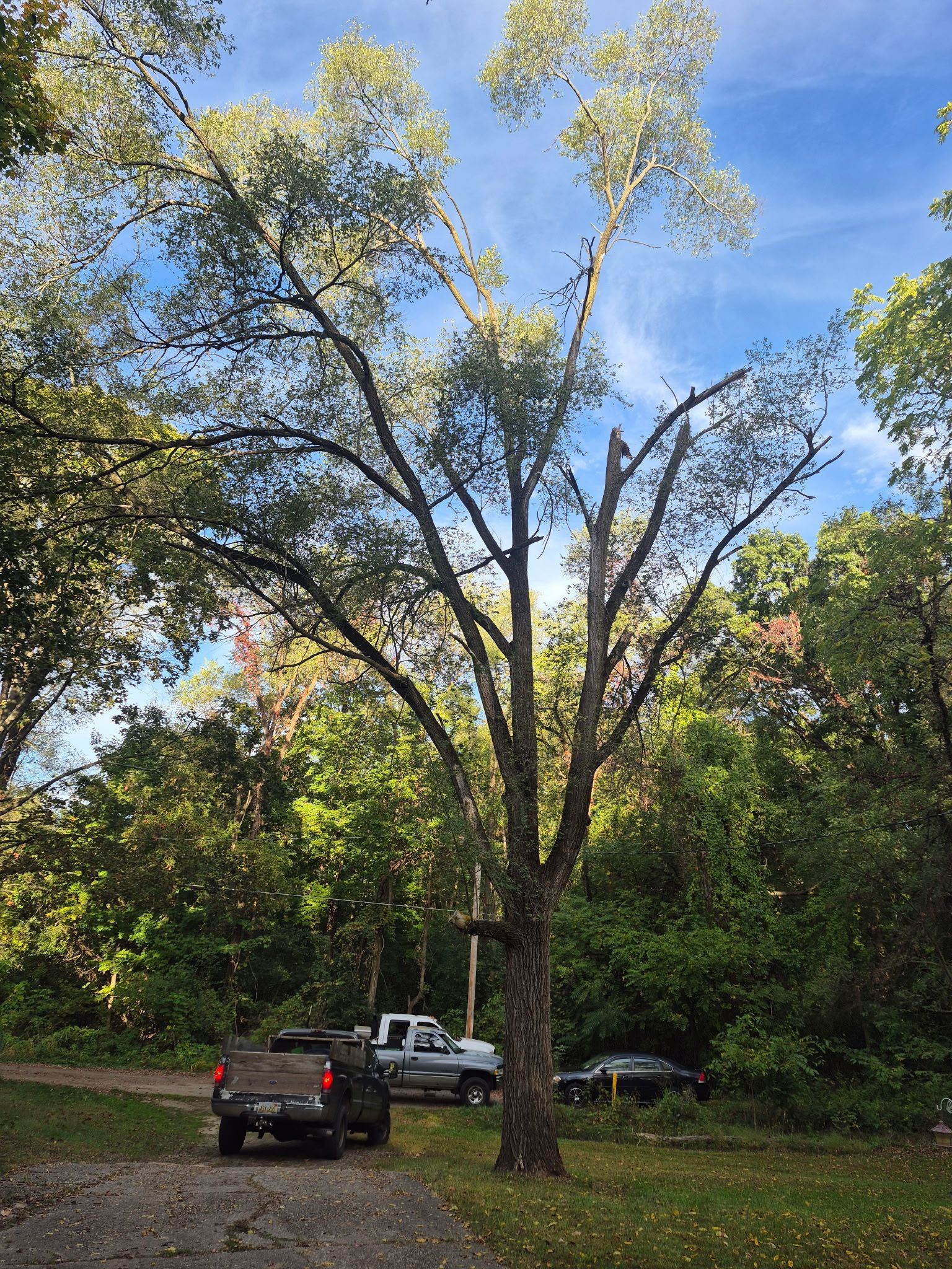 A tall tree with sparse leaves against a blue sky, with vehicles parked below in a wooded area.