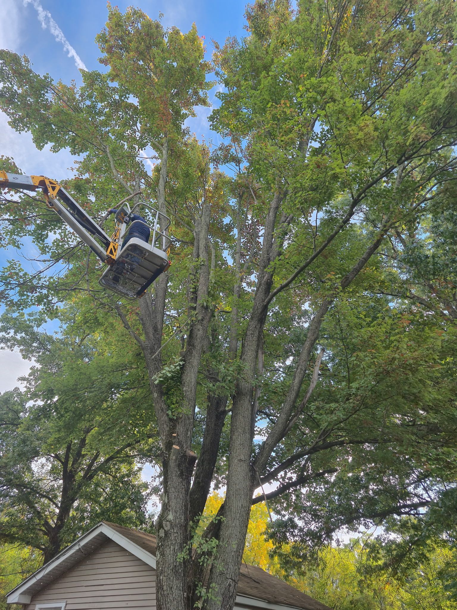 Tree trimming with a bucket lift; operator in the lift; blue sky, house roof below.
