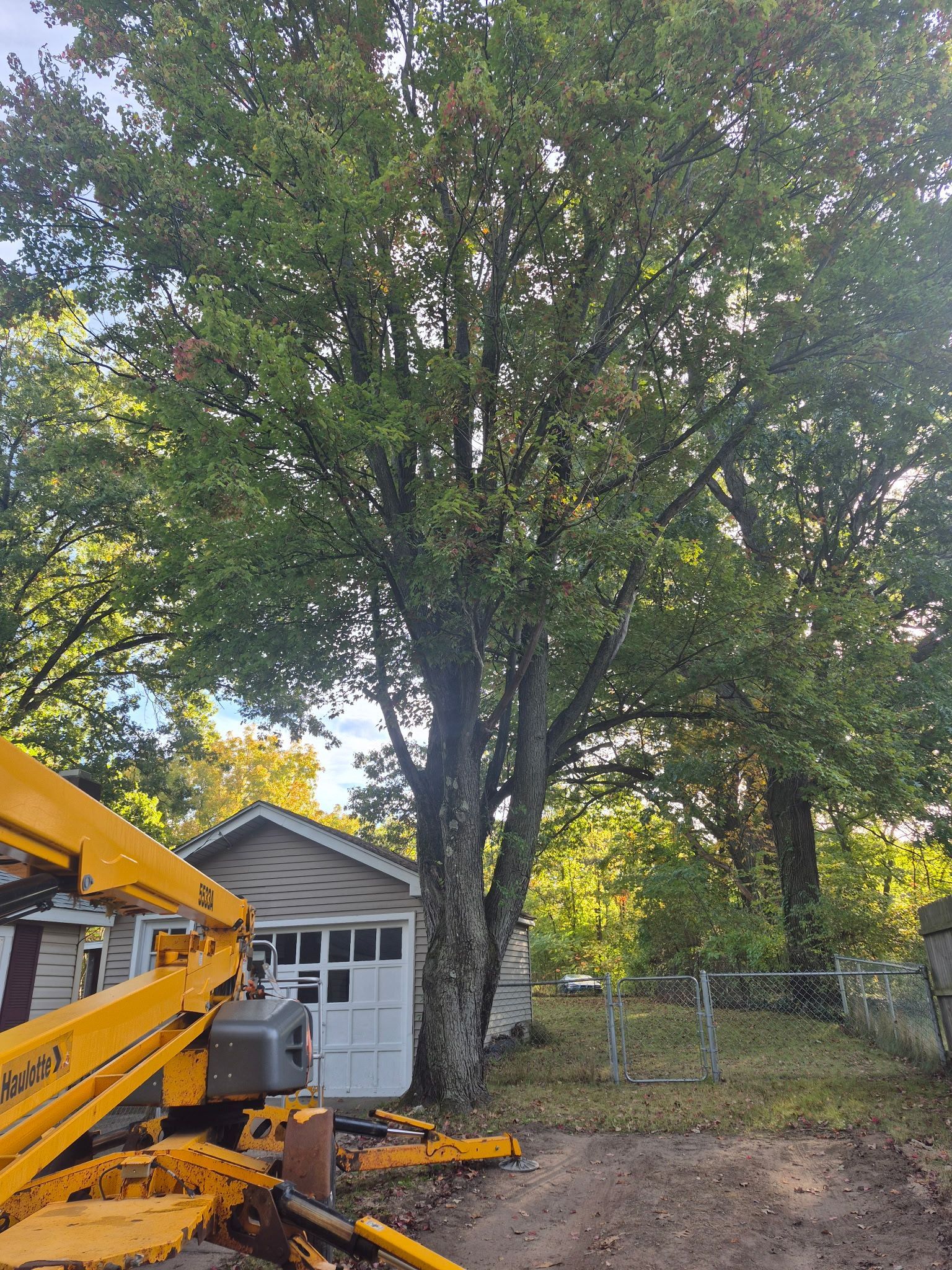 A tall tree with green leaves next to a small white garage and a yellow lift.