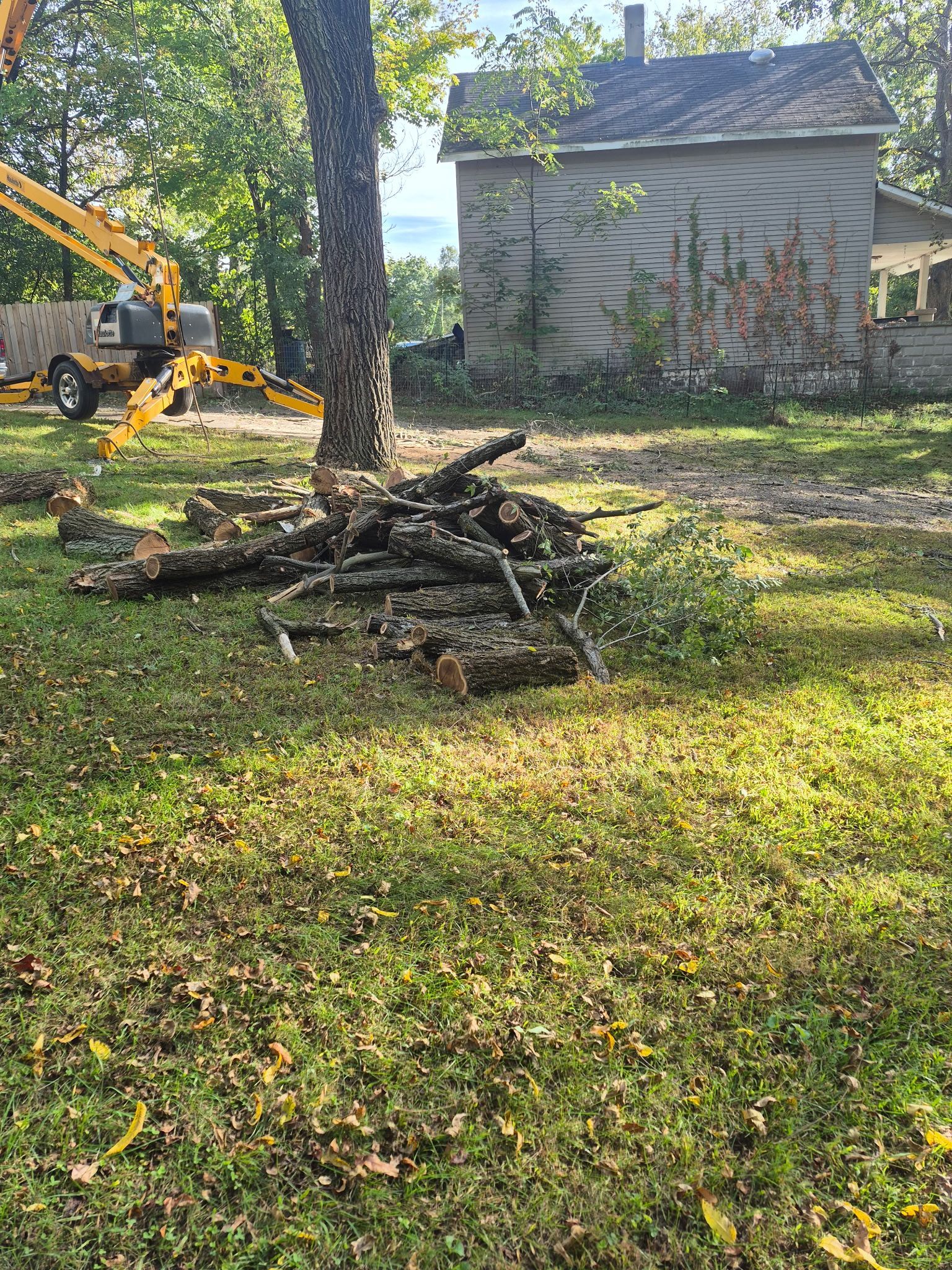 Pile of cut logs on grass; tree removal in progress, small building in background.