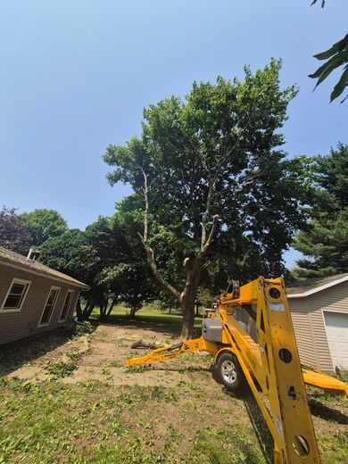 Yellow lift equipment trimming a large tree in a yard on a sunny day.