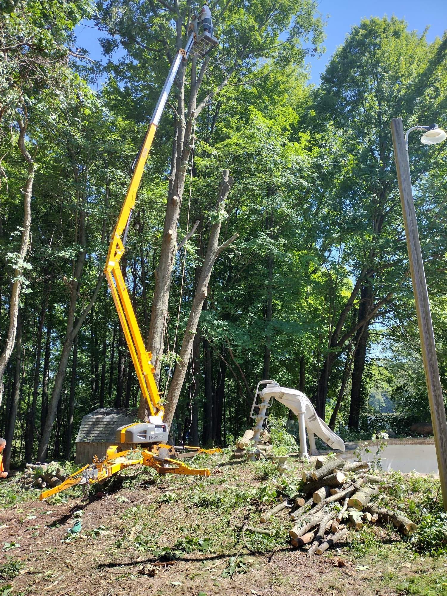A yellow tree lift is trimming a tree. Logs and branches lie on the ground.