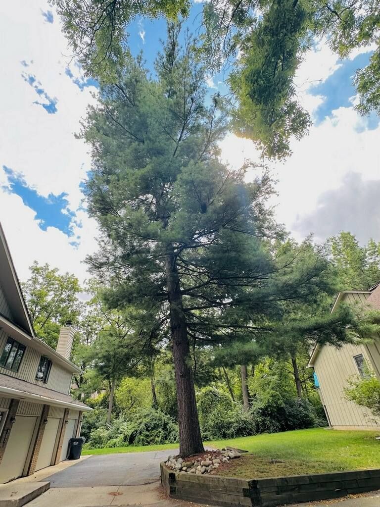 Tall evergreen tree stands in a yard; houses flank it on either side; blue sky peeks through the branches.
