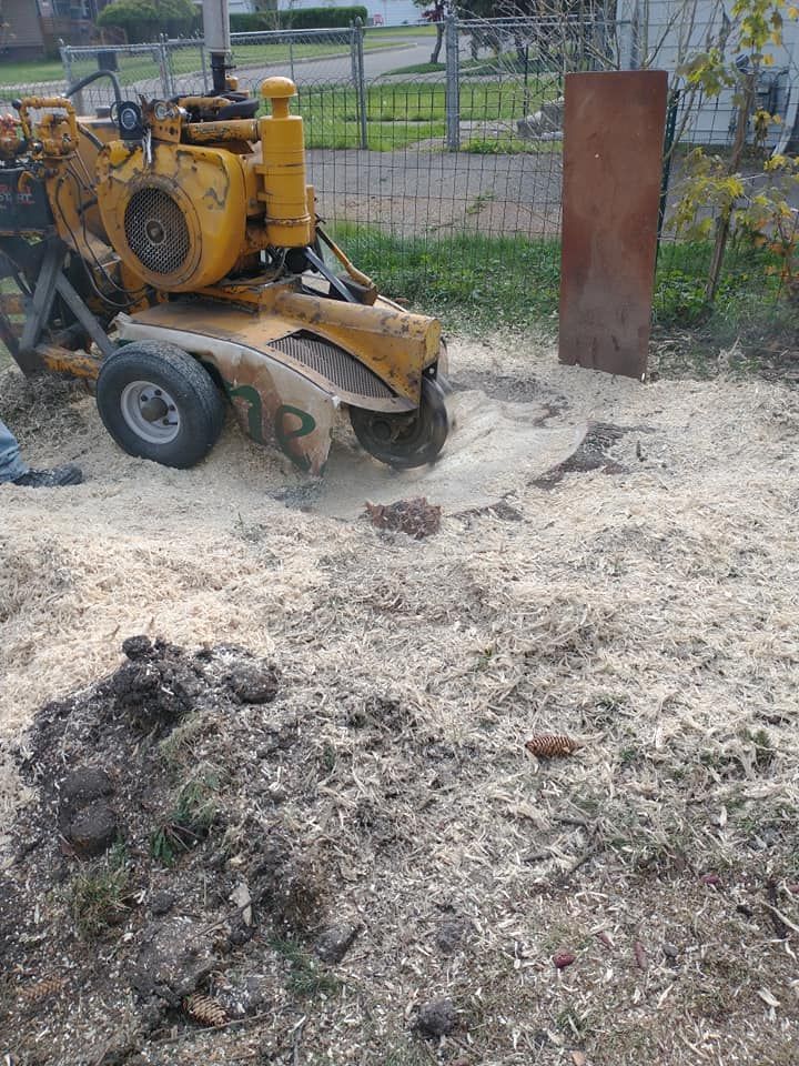 Yellow stump grinder at work, grinding a stump into sawdust in a yard.