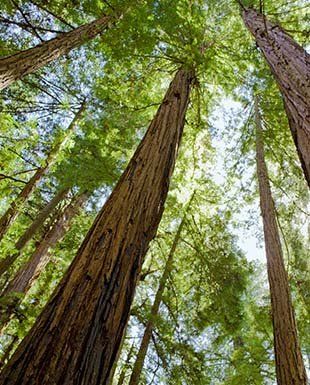 Woodland — Trees in CO Woodland — Trees in CO