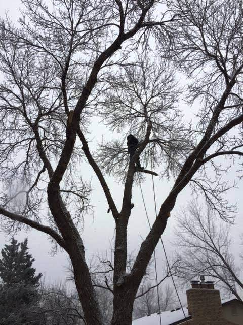 Tree 1 - Trees in CO