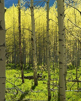 Autumn  — Trees in CO