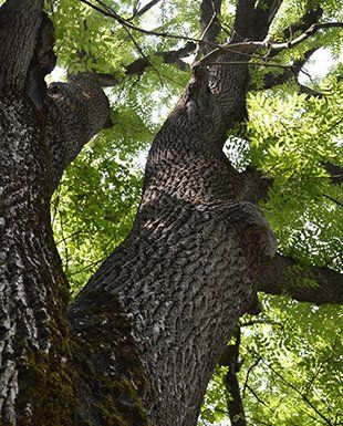 Tree Trunk  — Trees in CO