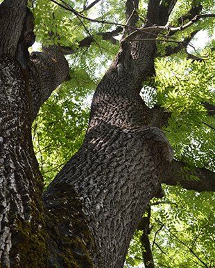 Tree Trunk  — Trees in CO