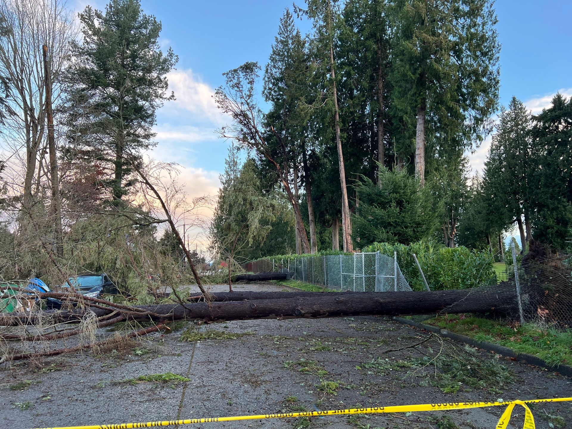 storm damage tree removal